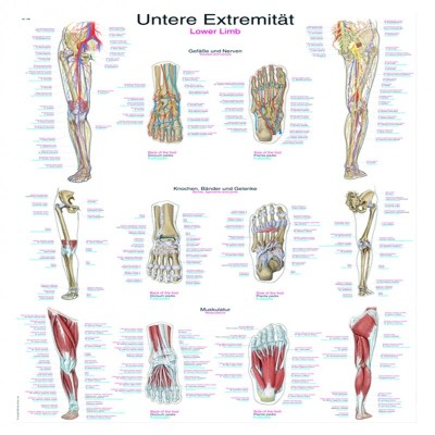 Chart "Lower Extremity"